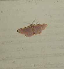Idaea inversata