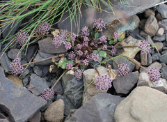 Symphyoloma graveolens