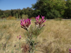 Astragalus cornutus