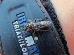 Cyrtopogon