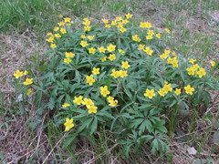 Anemonoides ranunculoides