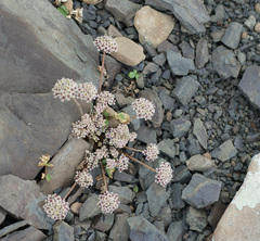 Symphyoloma graveolens
