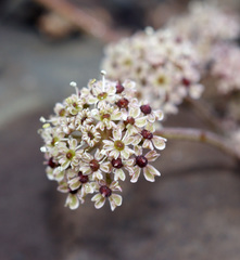 Symphyoloma graveolens