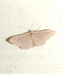 Idaea inversata