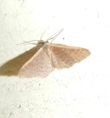 Idaea inversata