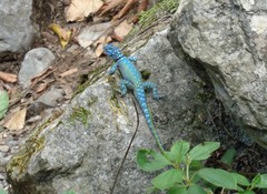 Sceloporus minor cyaneus