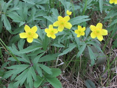 Anemonoides ranunculoides