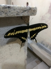 Heraclides thoas brasiliensis