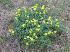 Anemonoides ranunculoides