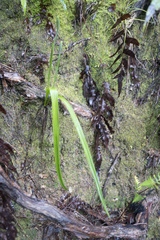 Thelymitra longifolia