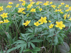 Anemonoides ranunculoides