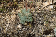 Convolvulus lineatus