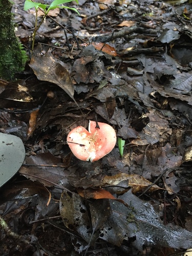 Russula nobilis image