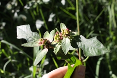 Euphorbia heterophylla image