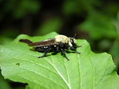 Laphria virginica
