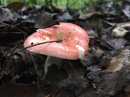 Russula nobilis image