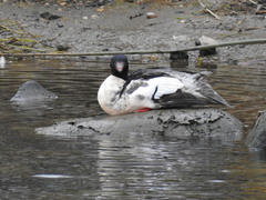 Mergus merganser