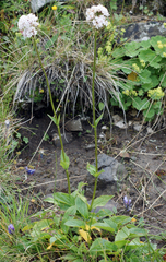 Valeriana alpestris