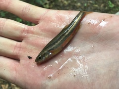 Chrosomus erythrogaster