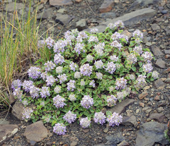 Ziziphora puschkinii