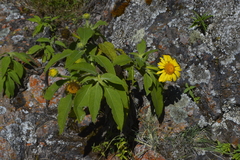 Tithonia calva