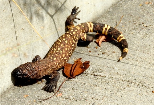 Beaded Lizard