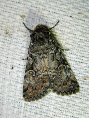 Anaplectoides pressus