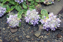 Ziziphora puschkinii