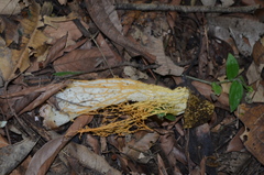 Phallus haitangensis