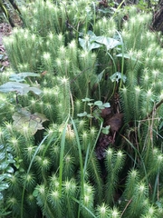 Phlegmariurus hippurideus