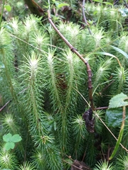 Phlegmariurus hippurideus