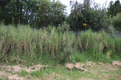 Echinochloa pyramidalis