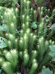 Phlegmariurus hippurideus