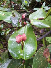 Pleurothallis adonis