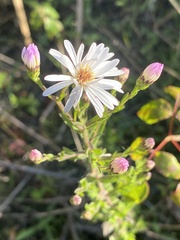 Symphyotrichum fontinale