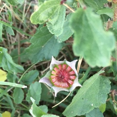 Malvastrum aurantiacum