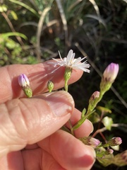Symphyotrichum fontinale