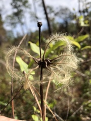 Clematis reticulata
