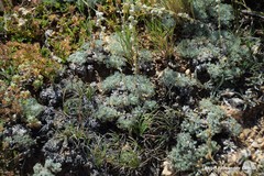 Teucrium gnaphalodes