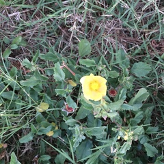 Malvastrum aurantiacum