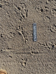 Geococcyx californianus