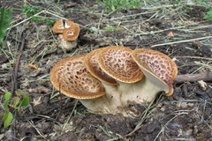 Cerioporus squamosus