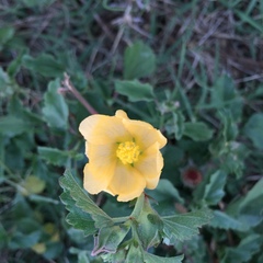 Malvastrum aurantiacum