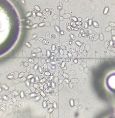 Melanoleuca polioleuca