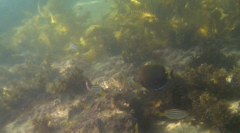 Acanthurus dussumieri