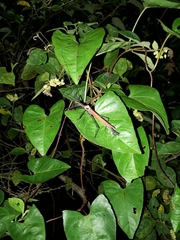 Pseudophasma castaneum