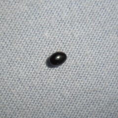 Pseudolynchia canariensis