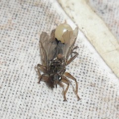 Pseudolynchia canariensis