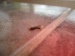 Pseudolynchia canariensis