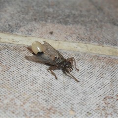 Pseudolynchia canariensis